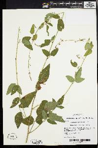 Desmodium canadense image