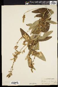 Desmodium canadense image