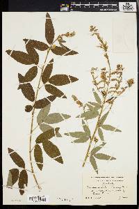 Desmodium canadense image