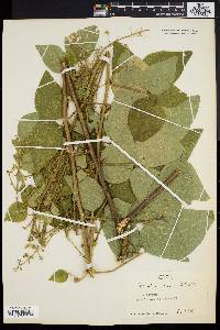 Desmodium canescens image