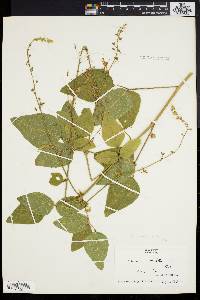 Desmodium canescens image