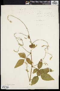 Desmodium canescens image