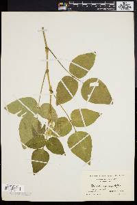 Desmodium canescens image