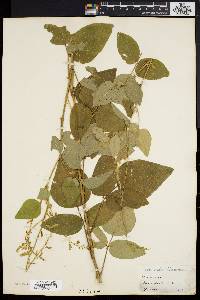 Desmodium canescens image