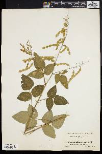 Desmodium canescens image