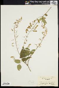 Desmodium canescens image