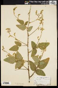 Desmodium canescens image