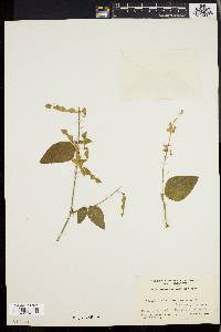 Desmodium canescens image