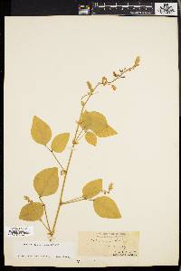 Desmodium canescens image