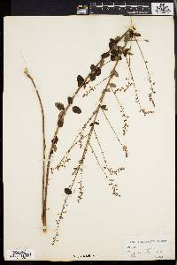 Desmodium ciliare image