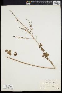 Desmodium ciliare image