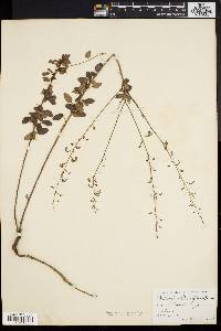 Desmodium ciliare image