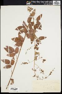 Desmodium dillenii image