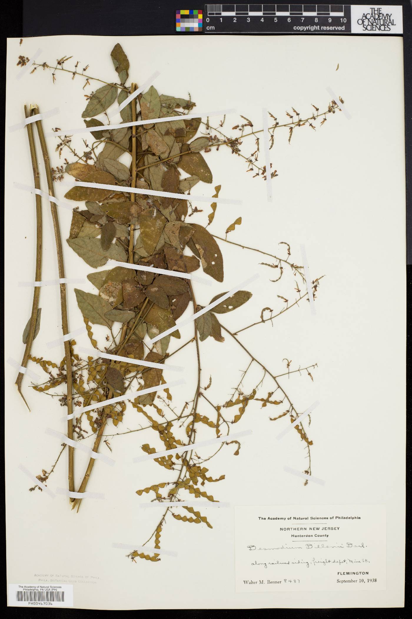 Desmodium dillenii image