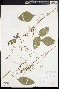 Desmodium dillenii image