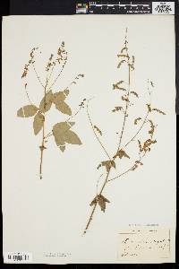 Desmodium dillenii image