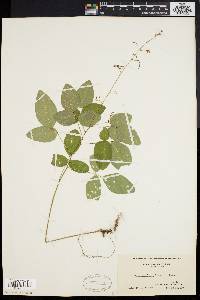 Desmodium dillenii image