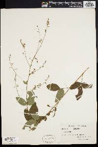 Desmodium dillenii image