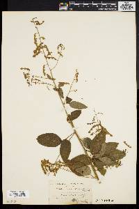 Desmodium dillenii image