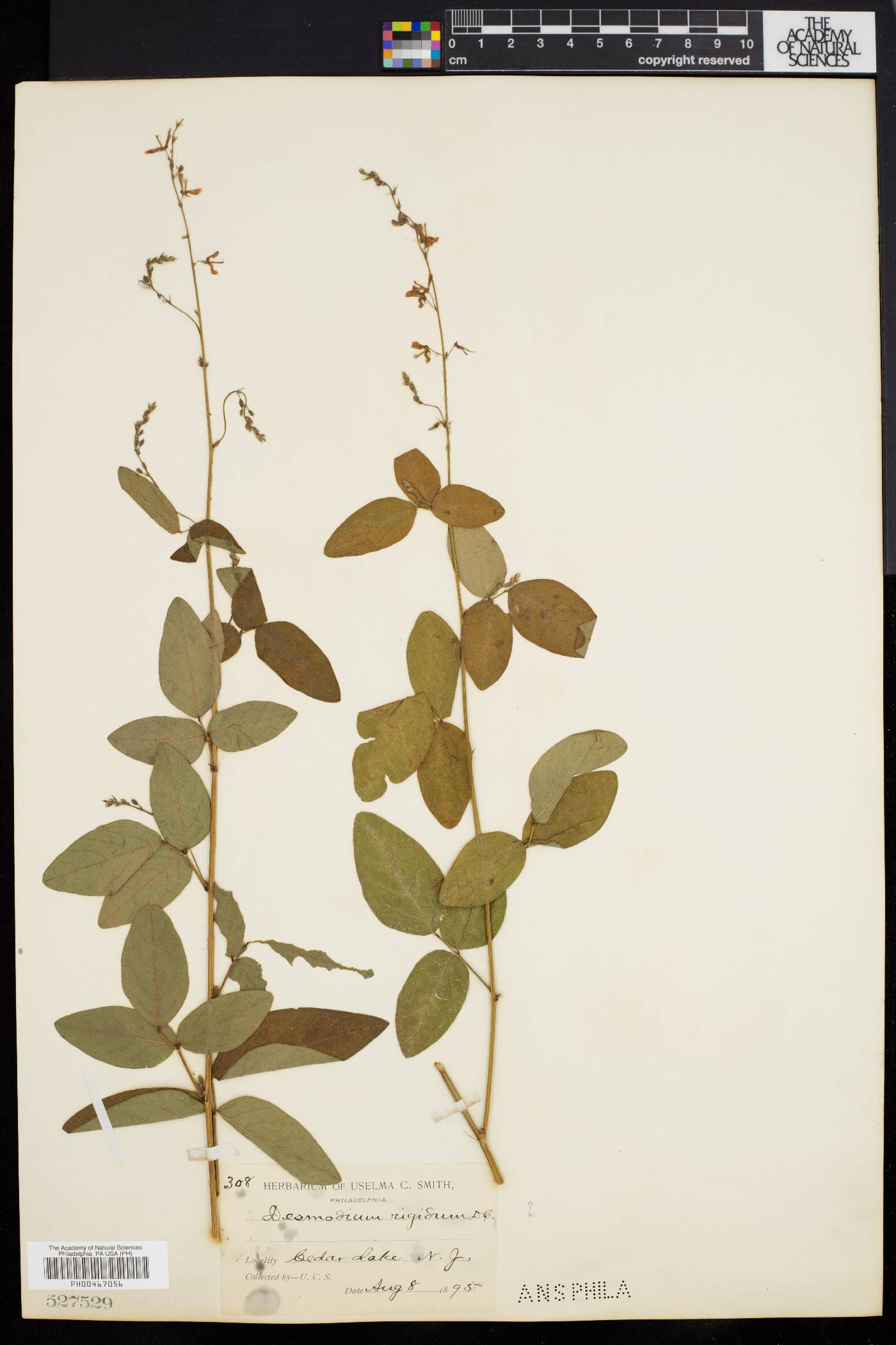 Desmodium dillenii image