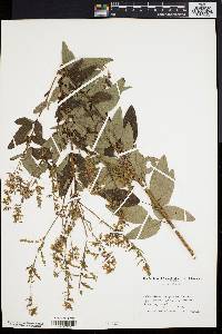 Desmodium dillenii image