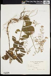 Desmodium dillenii image