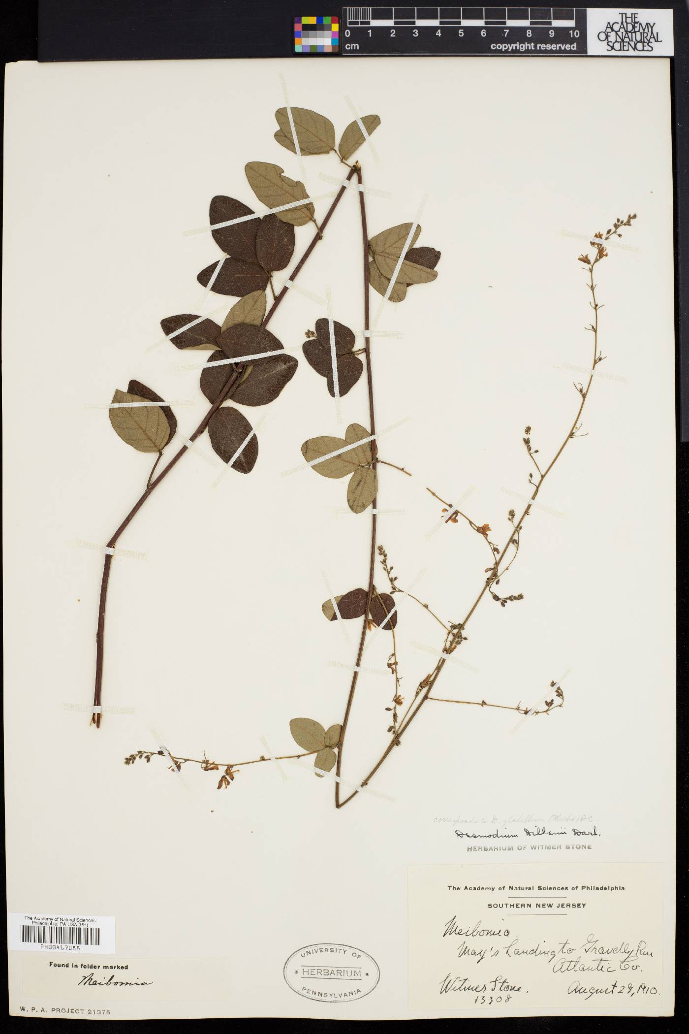 Desmodium dillenii image