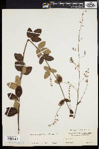 Desmodium glabellum image