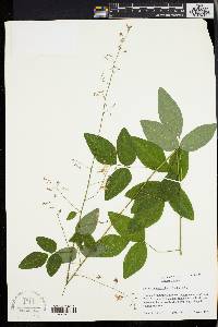 Desmodium glabellum image