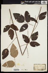 Desmodium laevigatum image