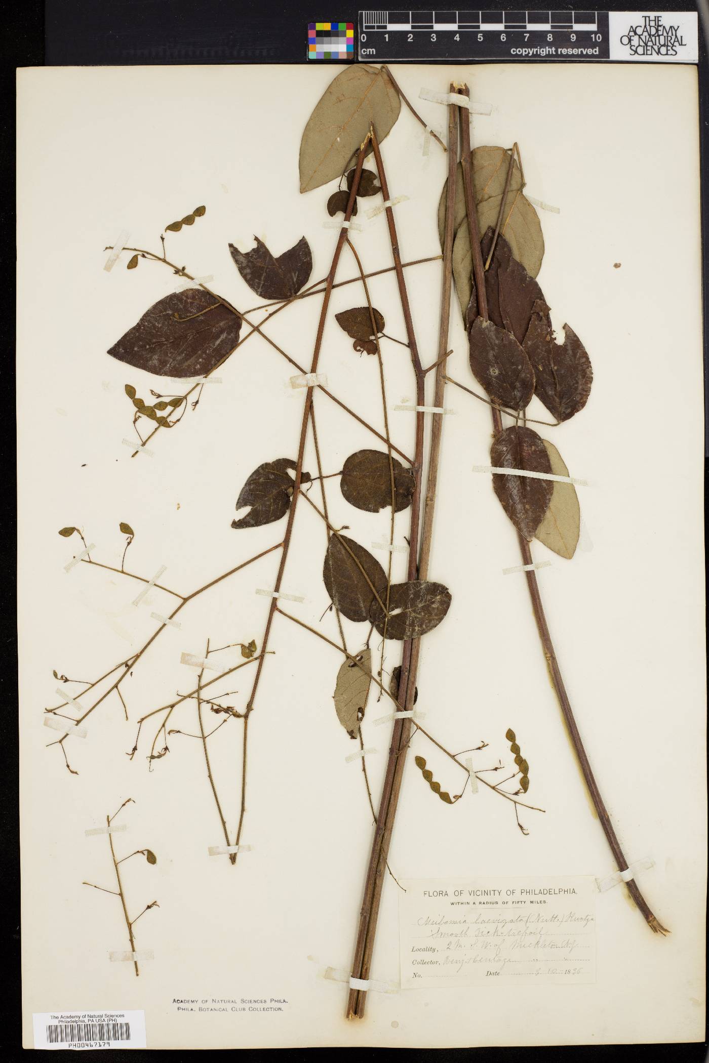 Desmodium laevigatum image