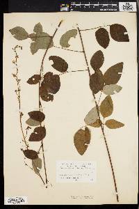 Desmodium laevigatum image