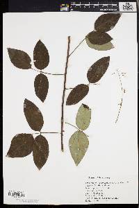 Desmodium laevigatum image