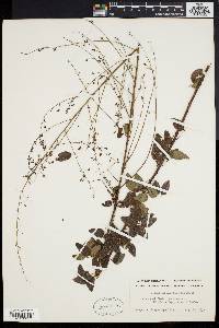 Desmodium marilandicum image