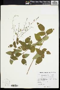 Desmodium marilandicum image