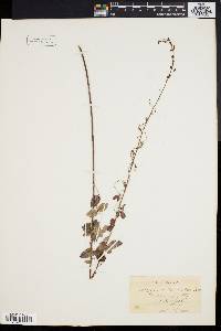 Desmodium marilandicum image