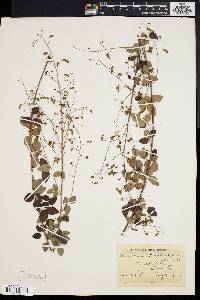 Desmodium marilandicum image