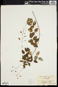 Desmodium marilandicum image