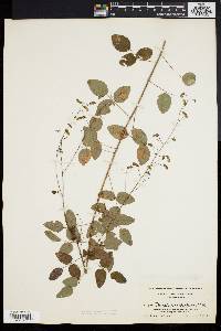 Desmodium marilandicum image