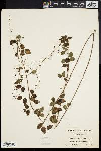 Desmodium marilandicum image