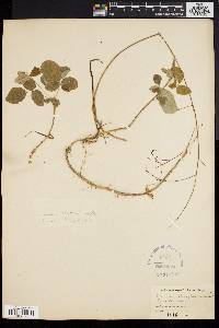 Desmodium marilandicum image