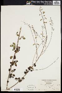 Desmodium marilandicum image