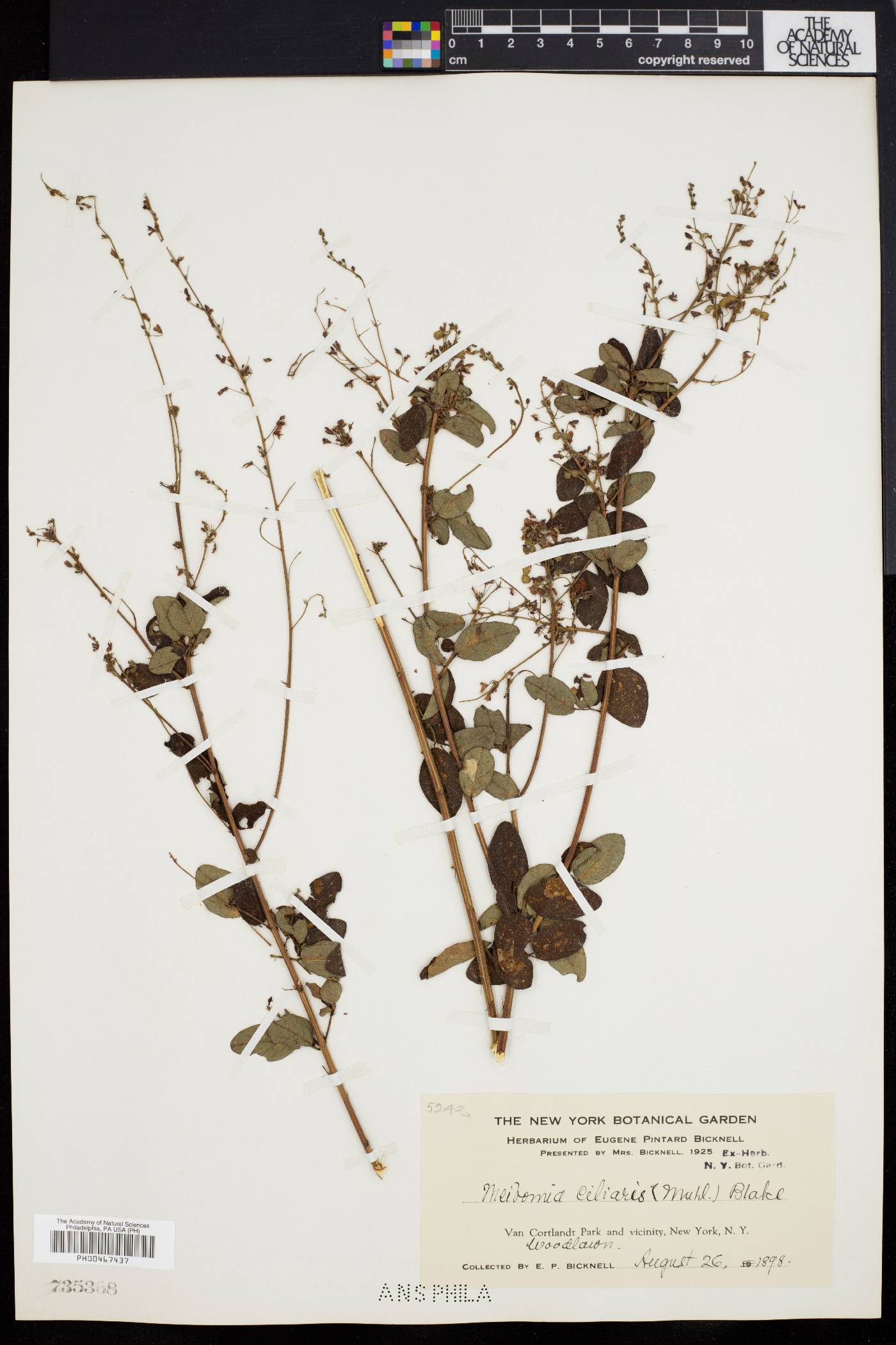 Desmodium obtusum image