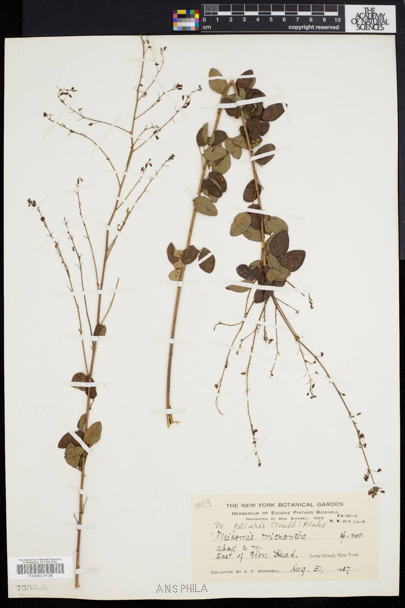 Desmodium obtusum image