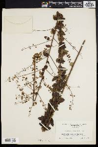 Desmodium obtusum image