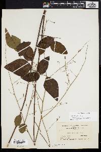 Desmodium rhombifolium image