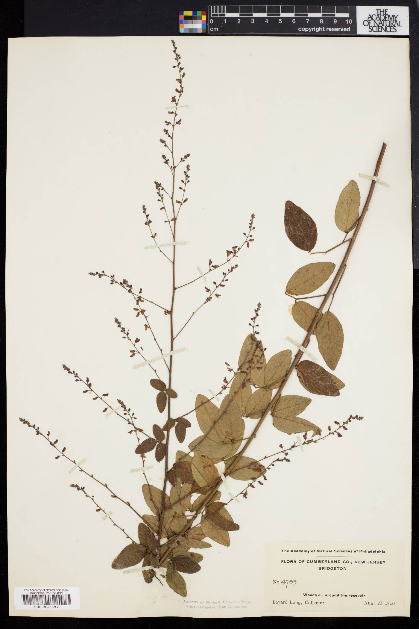 Desmodium rigidum image