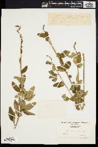 Desmodium rigidum image