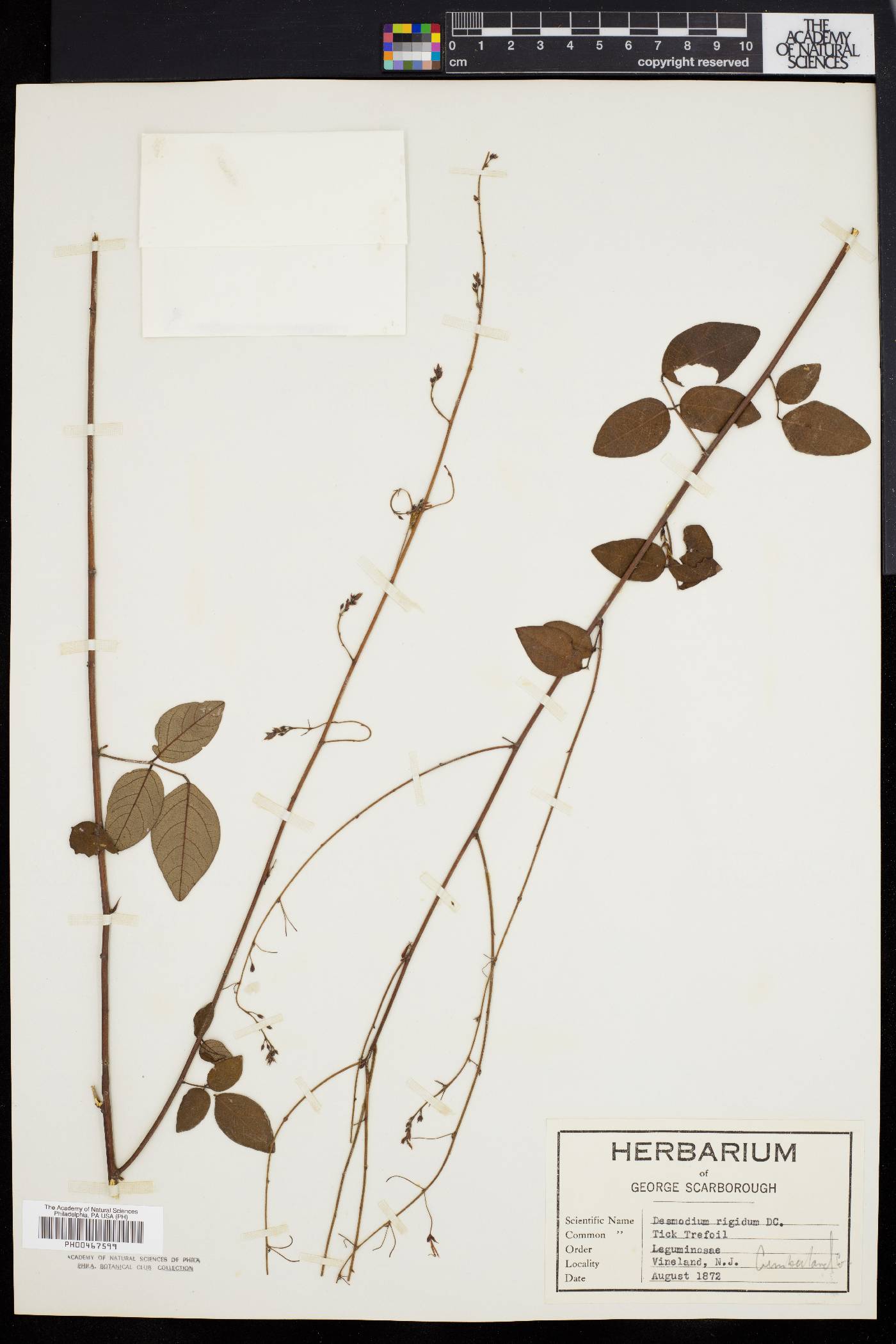 Desmodium rigidum image