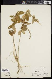 Desmodium rigidum image